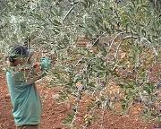 raccolta manuale delle olive