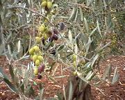 olive piene di olio