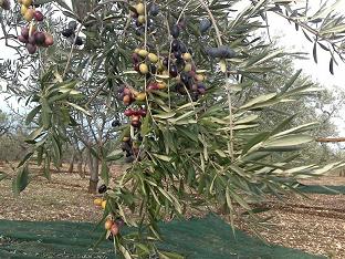 Olio Extra Vergine di Oliva - Donna Cecilia - Dal frutto di antichi alberi pugliesi alla vostra tavola