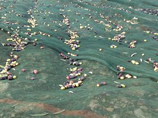 Olio Extra Vergine di Oliva - Donna Cecilia - Dal frutto di antichi alberi pugliesi alla vostra tavola