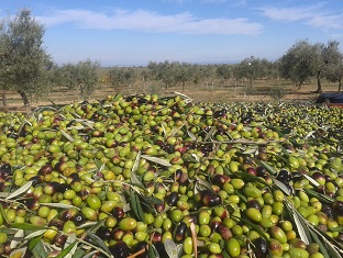 Olio Extra Vergine di Oliva - Donna Cecilia - Dal frutto di antichi alberi pugliesi alla vostra tavola