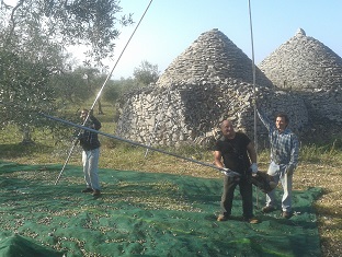 Olio Extra Vergine di Oliva - Donna Cecilia - Dal frutto di antichi alberi pugliesi alla vostra tavola