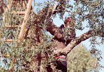 Quiescenza Invernale