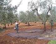 coglitura con scuotitore