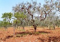 Il compagno Mandorlo