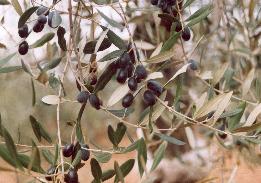 Olio buonissimo quest'anno