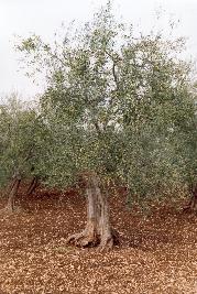 il frutto c'� anche se da qu� non si vede bene - ingrandisci!