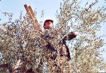 il 'legno' da tagliare