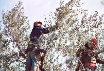 togliere i rami improduttivi