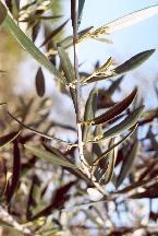 La Primavera si fa sentire