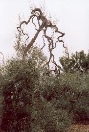 A volte l'eccessiva altezza ci costringe a questo